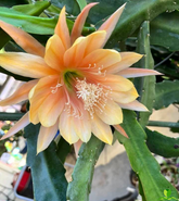 King Midas Epiphyllum
